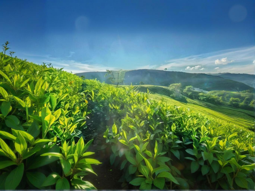 荼葉生產地配置了萊恩德農藥殘留檢測儀，提升茶葉銷售市場